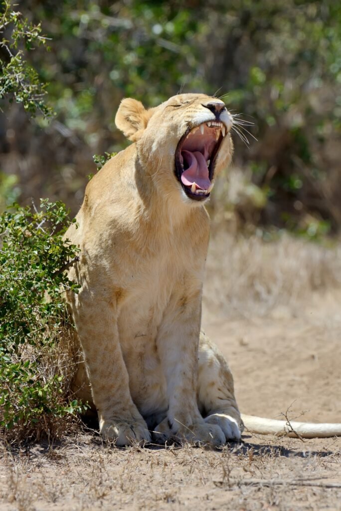 African lion in the Park South Africa